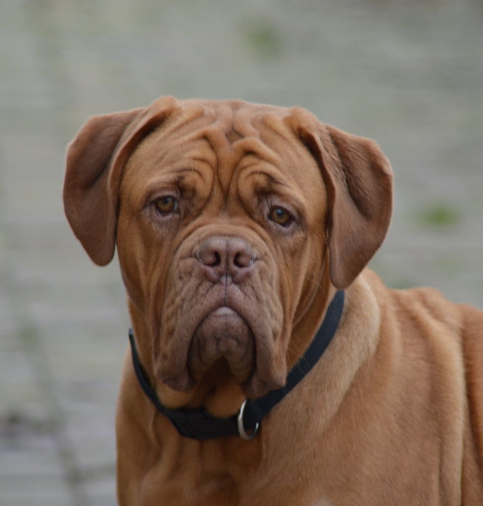 Foster Dogue Vagabonde