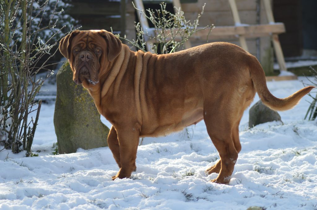 Foster Dogue Raven