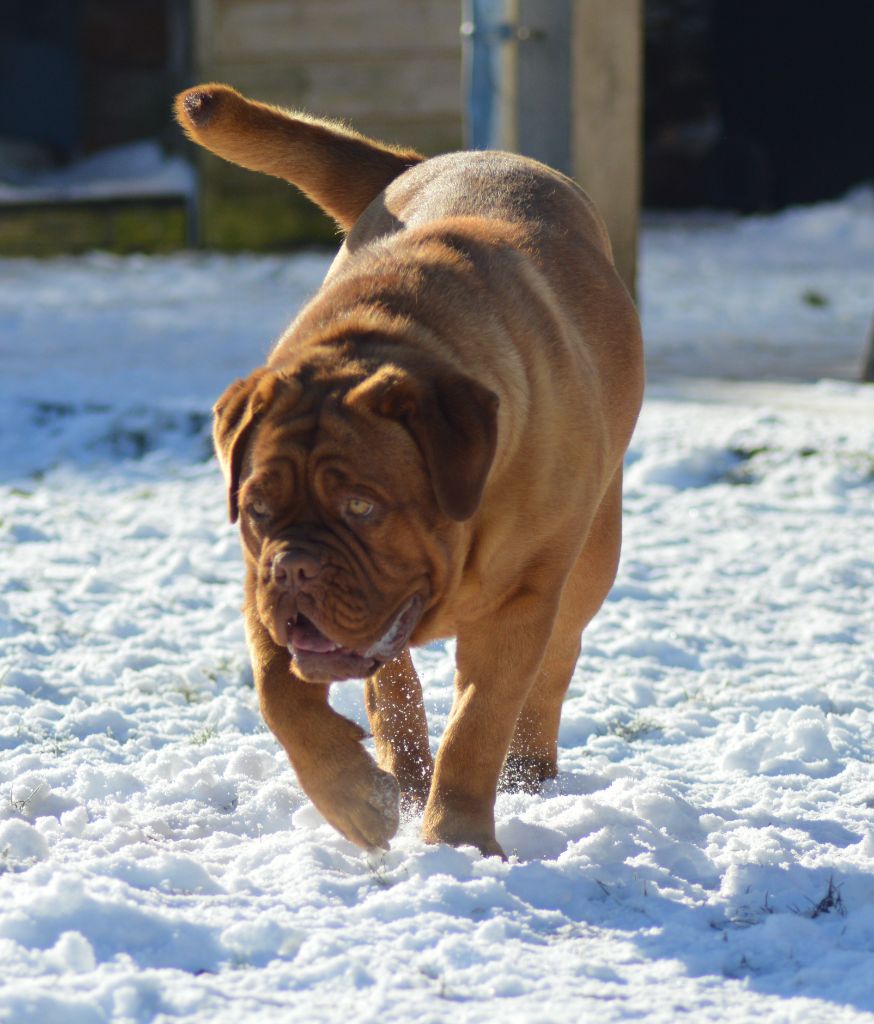 Foster Dogue Tokyo