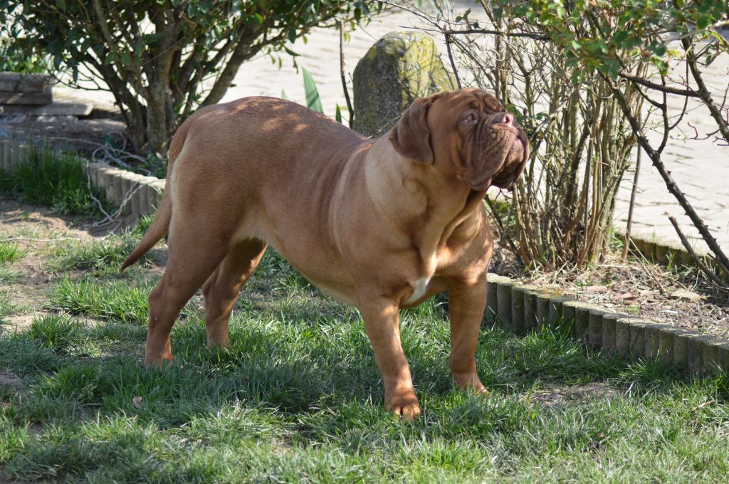 Foster Dogue Raven