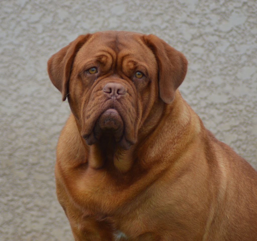 Foster Dogue Tokyo