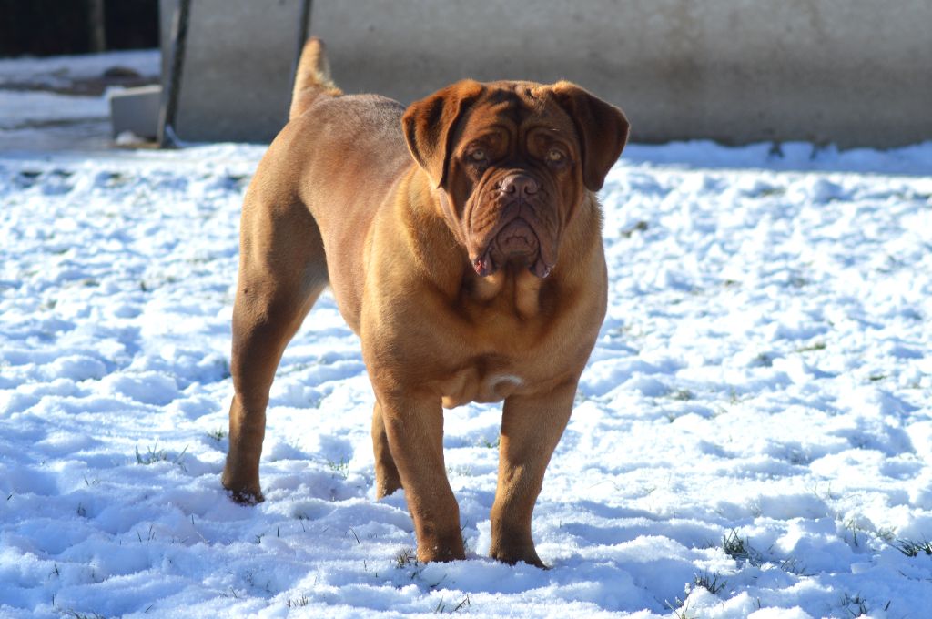 Foster Dogue Tokyo