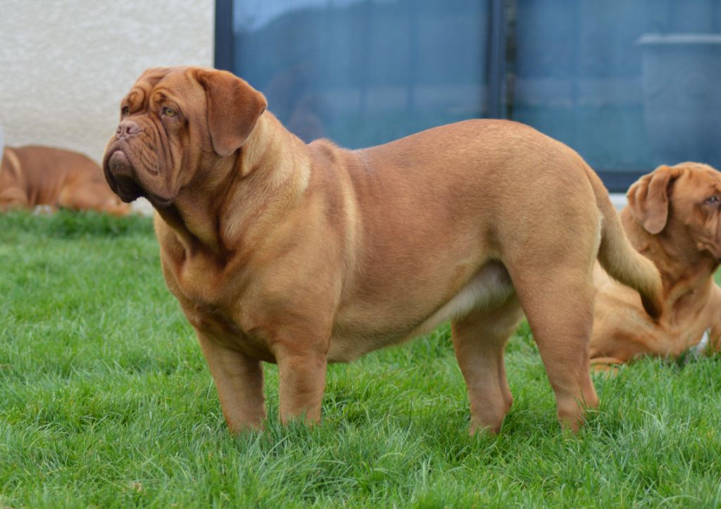 Foster Dogue Tokyo