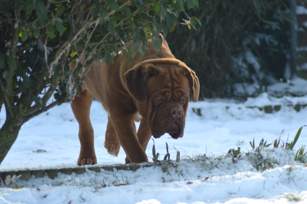 Foster Dogue Raven