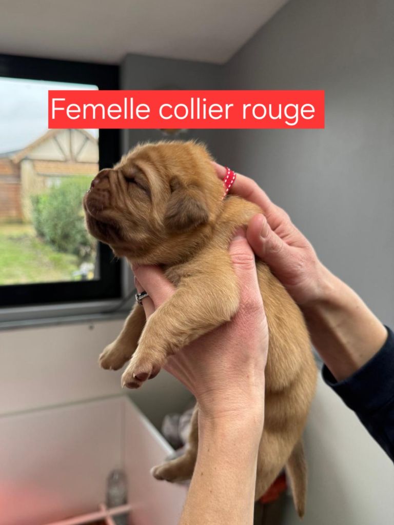 Foster Dogue - Chiot disponible  - Dogue de Bordeaux