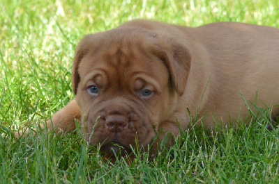 Foster Dogue - Dogue de Bordeaux - Portée née le 21/05/2024