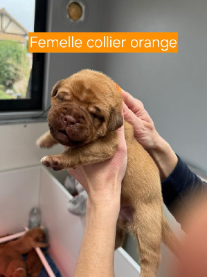 Foster Dogue - Dogue de Bordeaux - Portée née le 24/11/2024