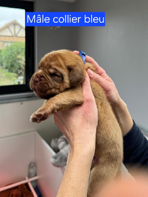 Foster Dogue - Dogue de Bordeaux - Portée née le 24/11/2024