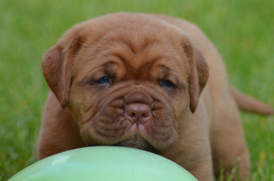 Foster Dogue - Dogue de Bordeaux - Portée née le 08/05/2024