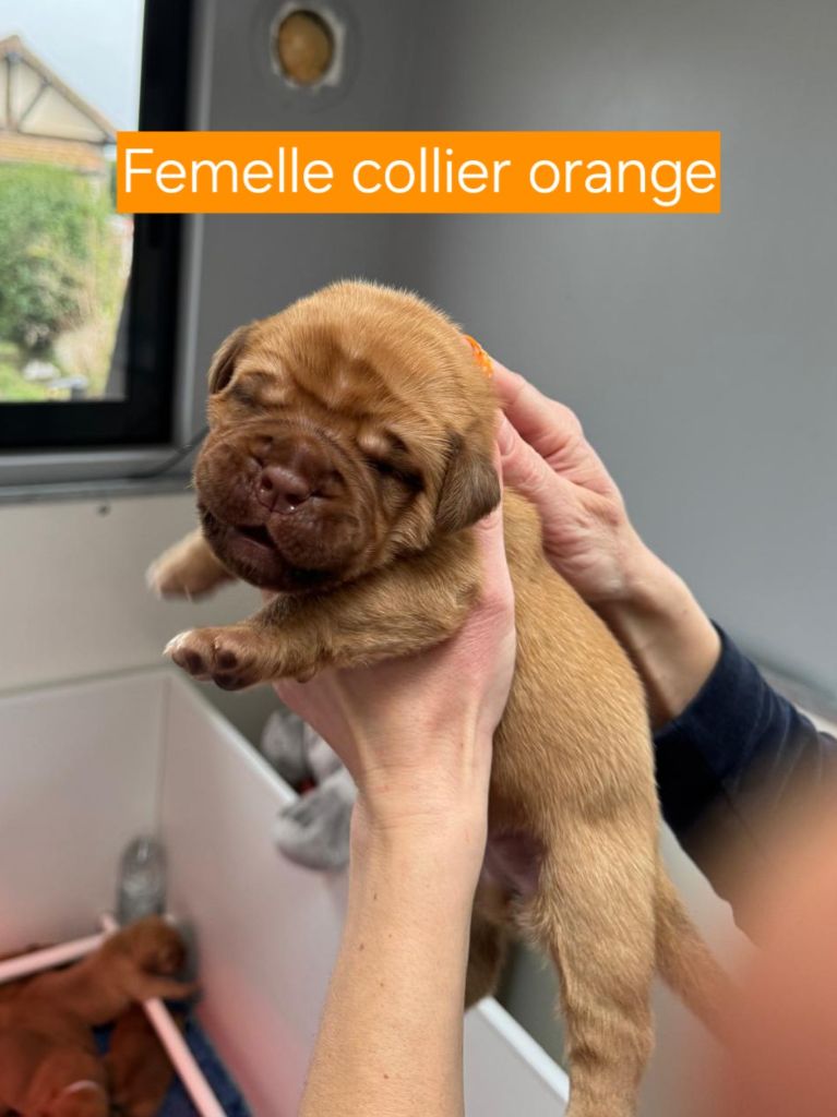 Foster Dogue - Chiot disponible  - Dogue de Bordeaux