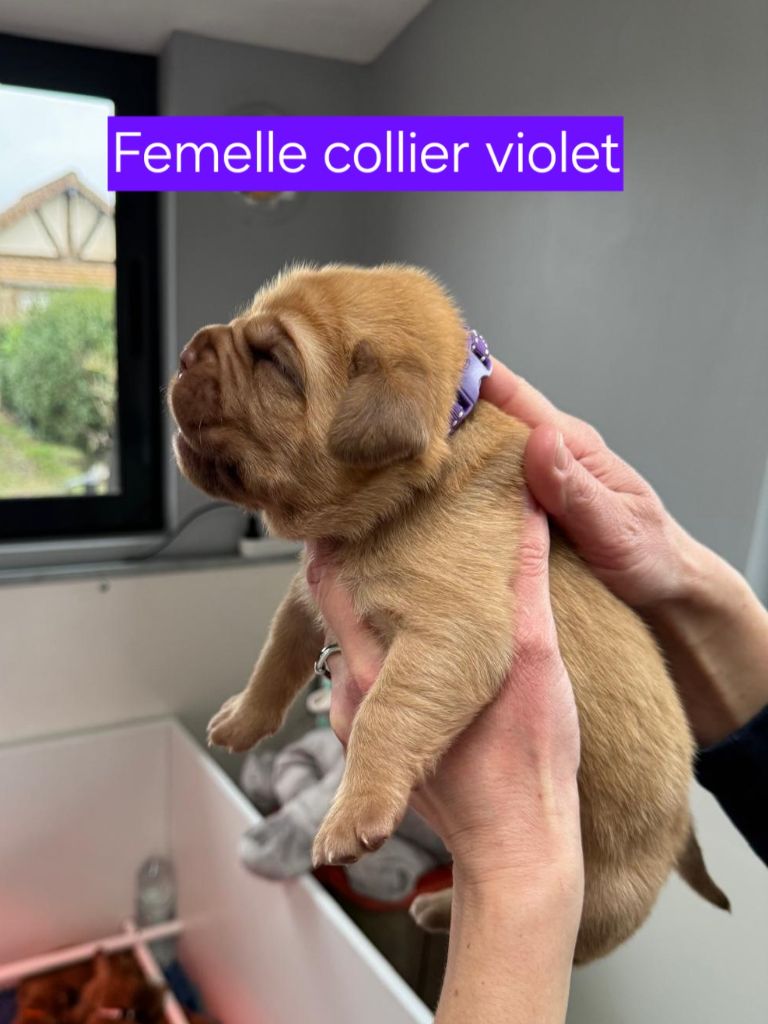 Foster Dogue - Chiot disponible  - Dogue de Bordeaux