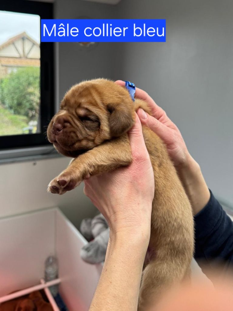 Foster Dogue - Chiot disponible  - Dogue de Bordeaux