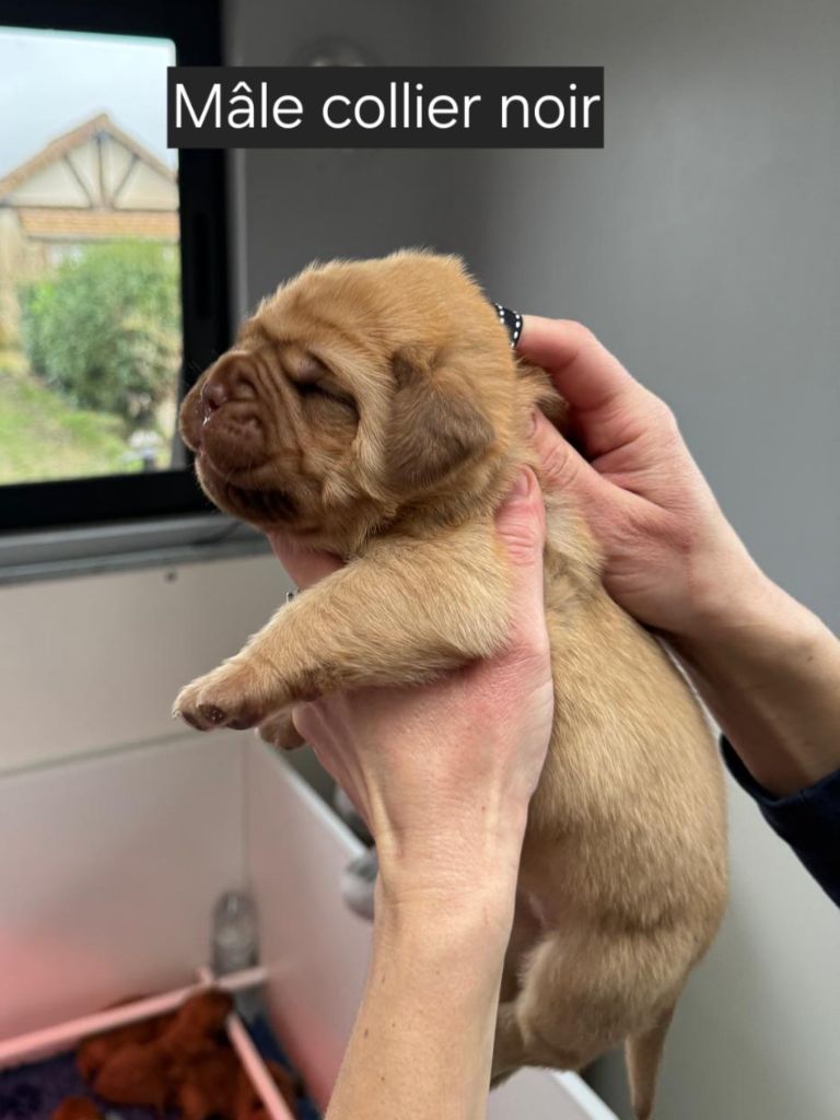 Foster Dogue - Chiot disponible  - Dogue de Bordeaux