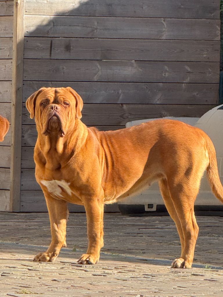 Foster Dogue V'rone