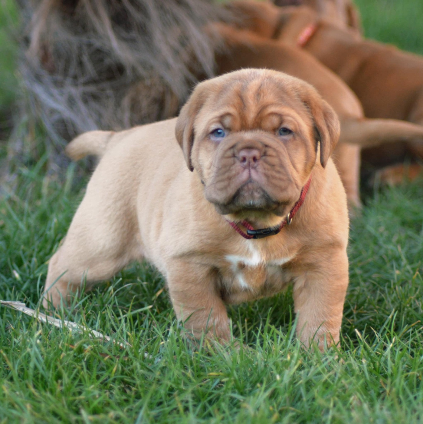 Foster Dogue - Chiots disponibles - Dogue de Bordeaux