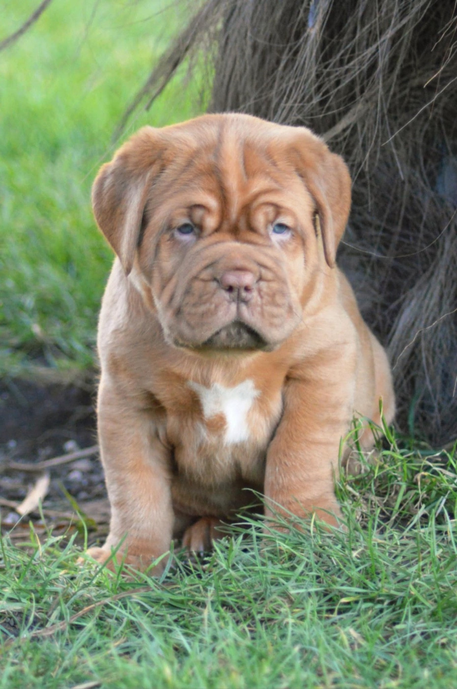 Foster Dogue - Chiots disponibles - Dogue de Bordeaux