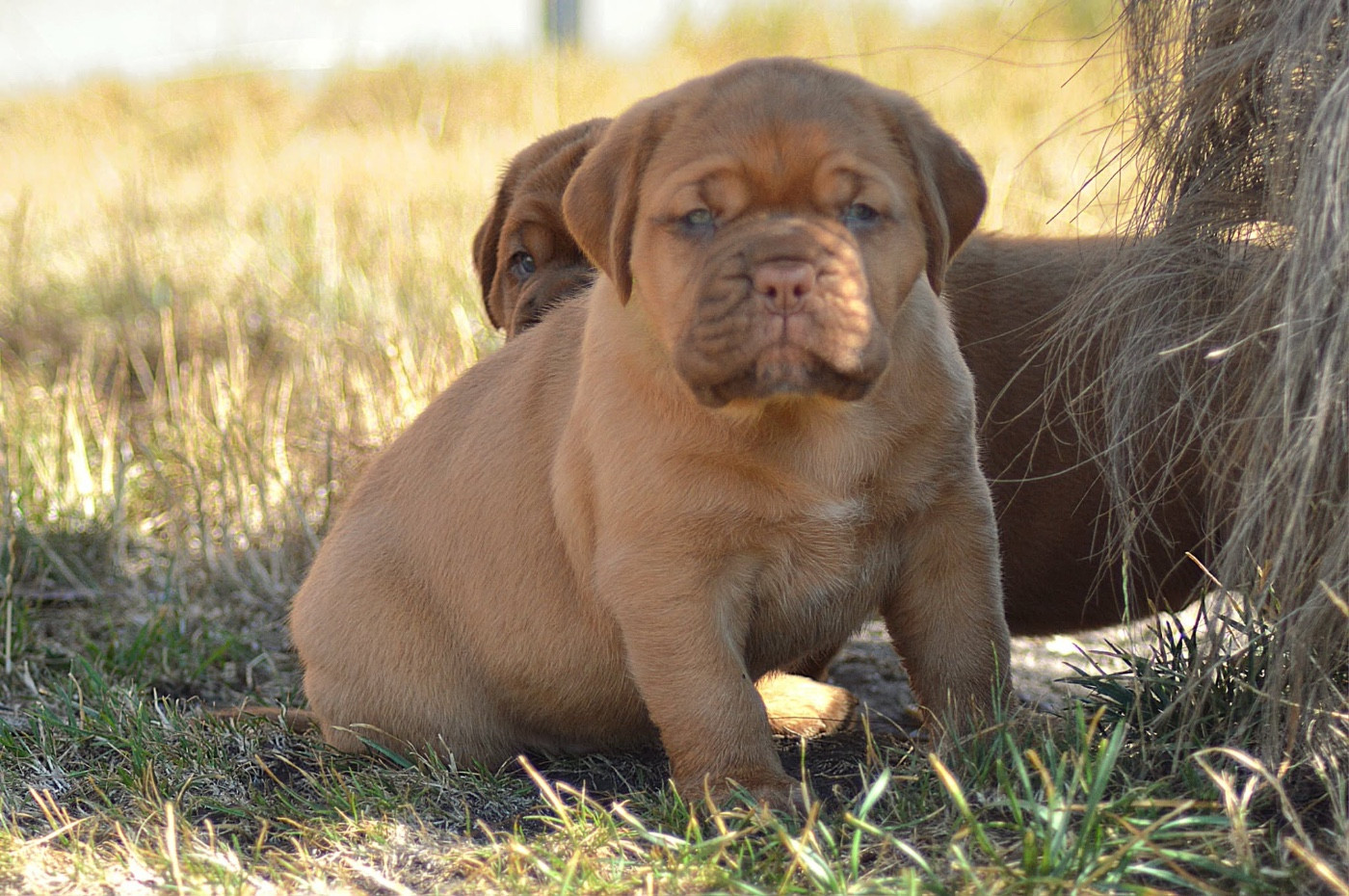 Foster Dogue - Chiots disponibles - Dogue de Bordeaux
