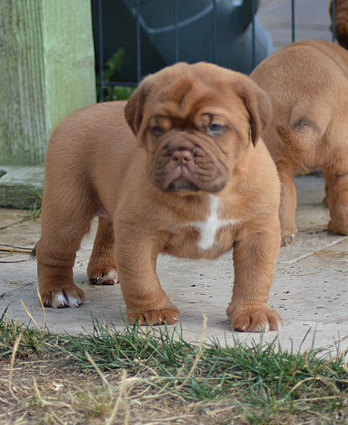 Foster Dogue - Chiots disponibles - Dogue de Bordeaux