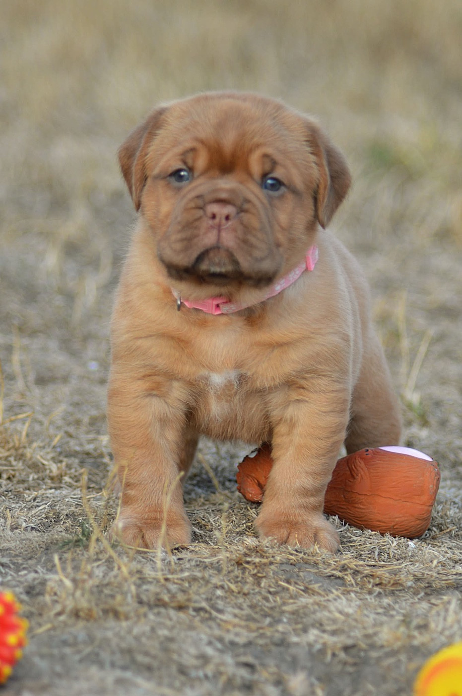 Foster Dogue - Dogue de Bordeaux - Portée née le 26/07/2026