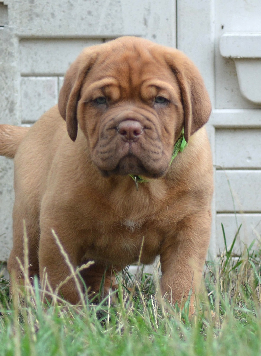 Foster Dogue - Chiots disponibles - Dogue de Bordeaux