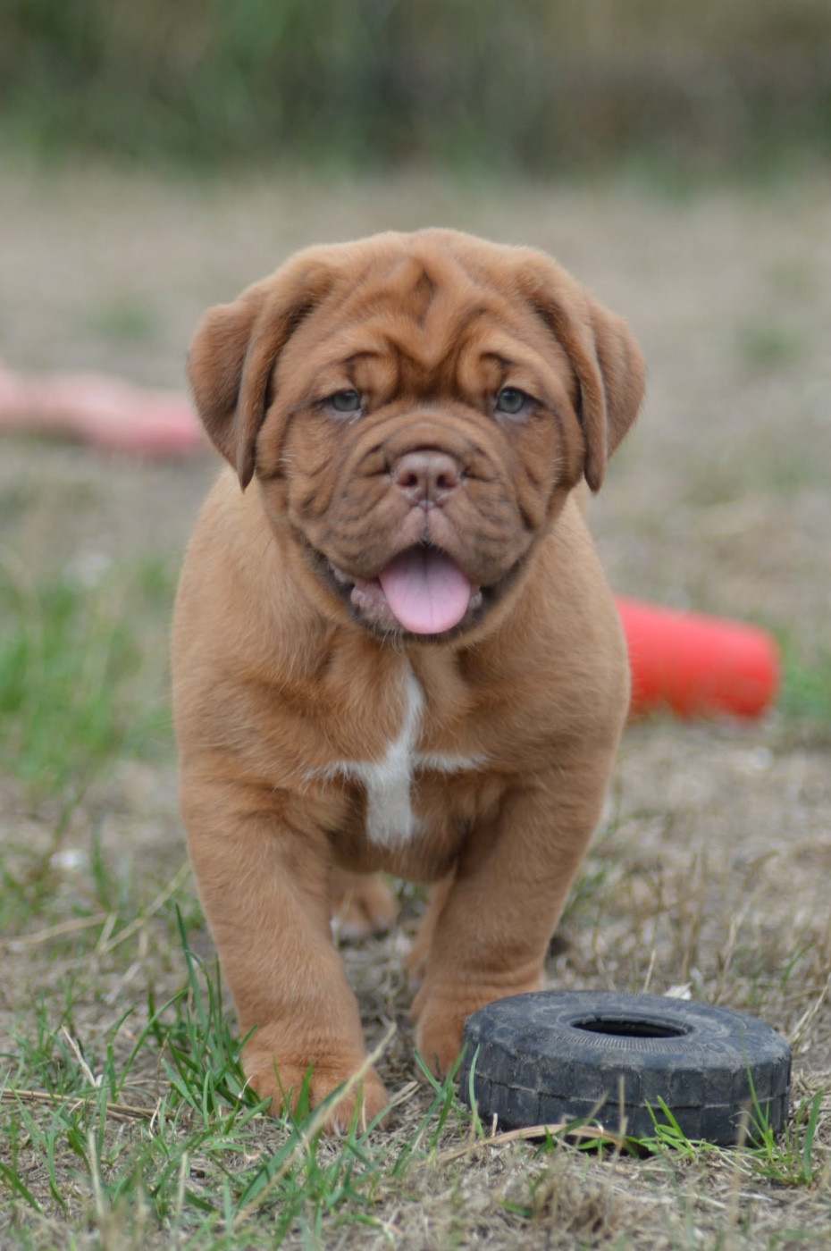 Foster Dogue - Chiots disponibles - Dogue de Bordeaux