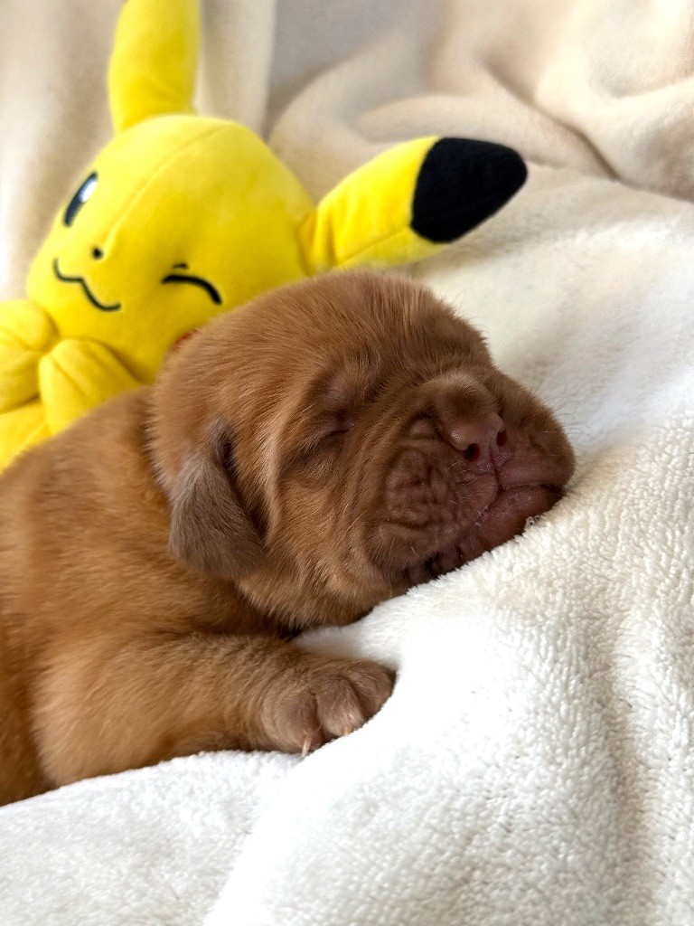 Foster Dogue - Chiots disponibles - Dogue de Bordeaux