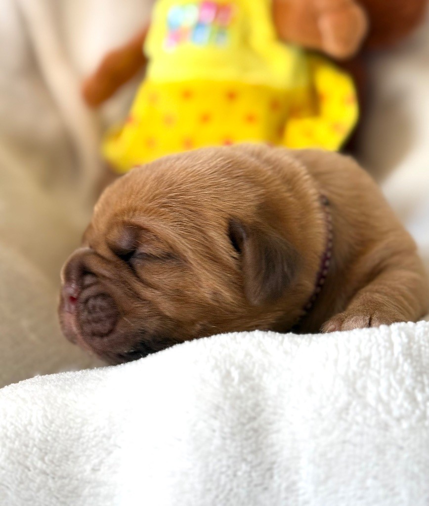 Foster Dogue - Chiots disponibles - Dogue de Bordeaux