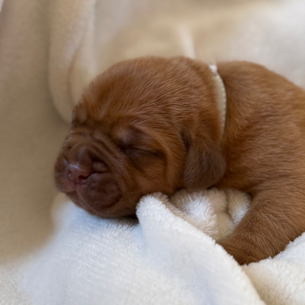 Foster Dogue - Chiots disponibles - Dogue de Bordeaux